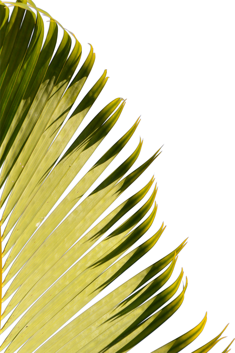 Palmera izquierda